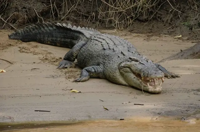 crocodile and alligator
