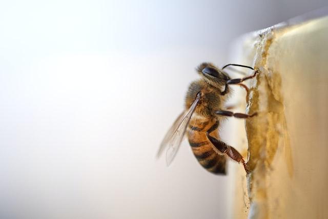 bee-makes-honey