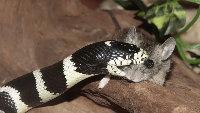 snake-mouse