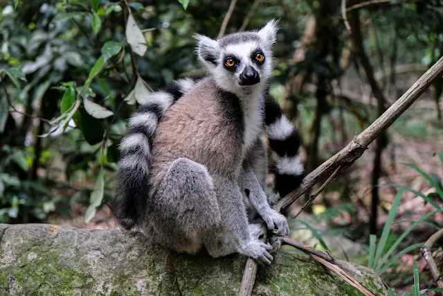 lemur-tail
