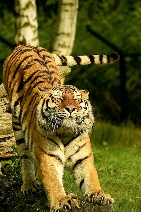 tiger-tail