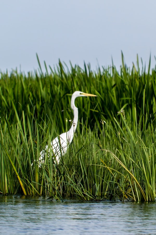 bird-on-wetland