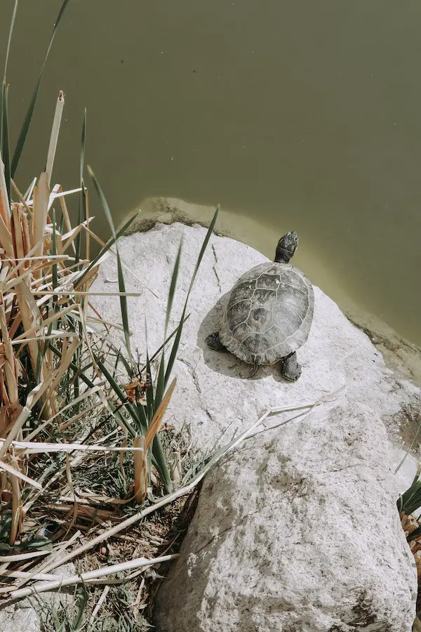 turtle-on-rock
