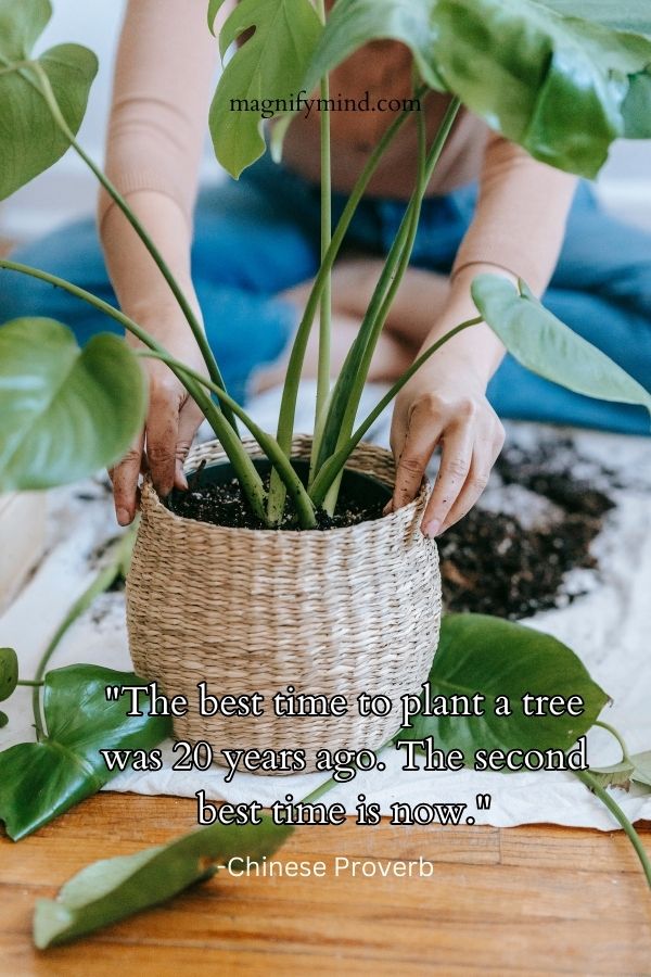 The best time to plant a tree was 20 years ago. The second best time is now