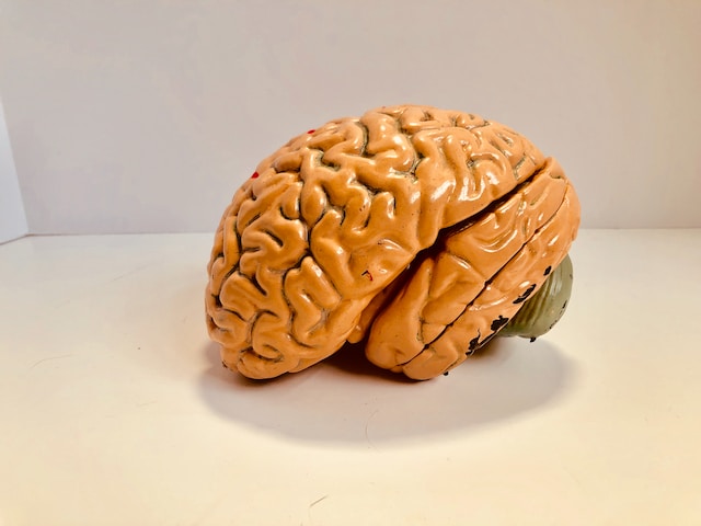 posterior brain function