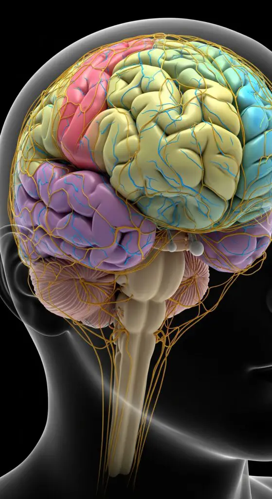 brain-research-on-memory-and-learning