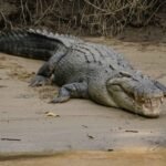 crocodile