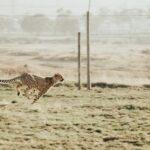 cheetah run