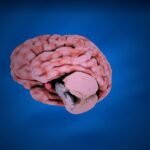 brain-chemistry