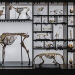 theory-of-evolution