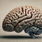 functions of the brain lobes