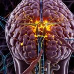 neurotransmitters_in_brain