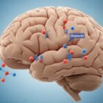 oxytocin in brain