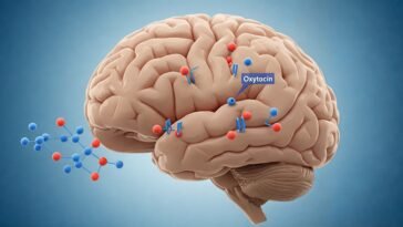 oxytocin in brain