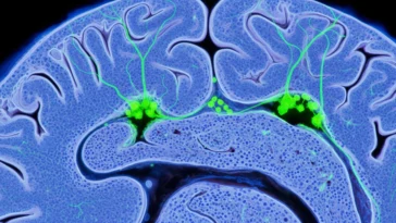 Adult Neurogenesis